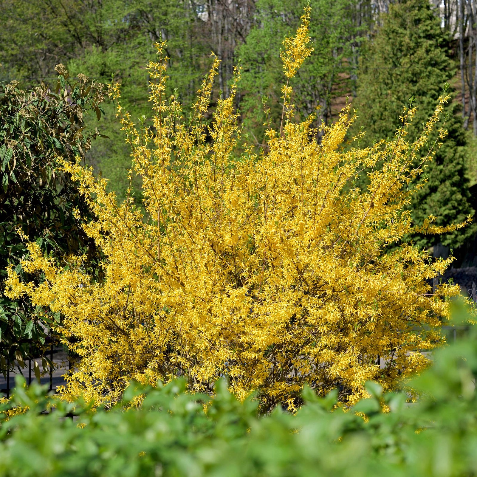 Entretien - Forsythia Intermédiaire (Forsythia x intermedia) : Guide pratique - La Green Touch
