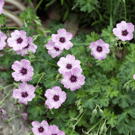 Entretien - Géranium Cendré (Geranium cinereum) : Guide pratique - La Green Touch