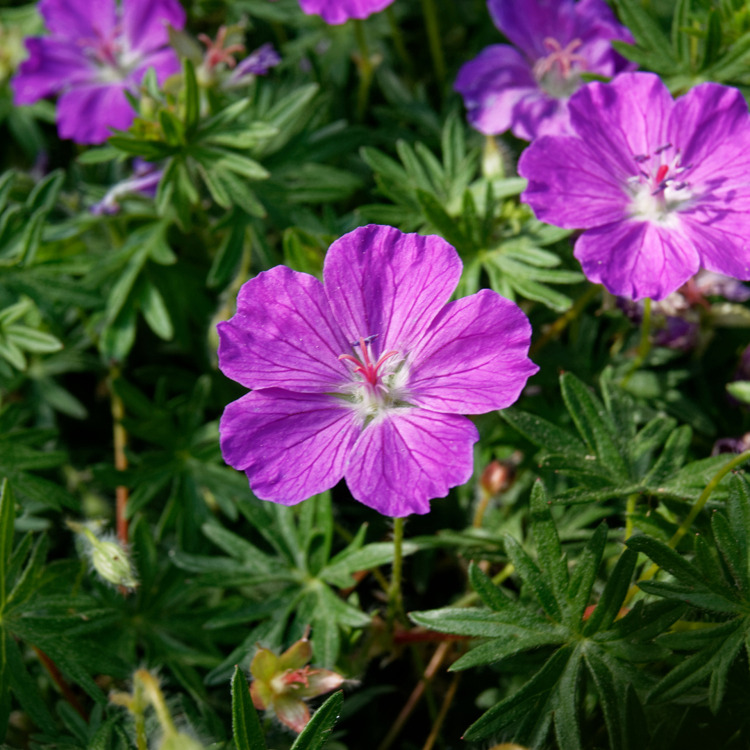 Entretien - Géranium Sanguin (Geranium sanguineum) : Guide pratique - La Green Touch