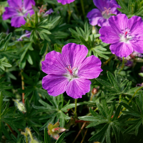 Entretien - Géranium Sanguin (Geranium sanguineum) : Guide pratique - La Green Touch