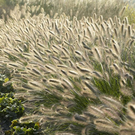 Entretien - Herbe Aux Écouvillons (Pennisetum alopecuroides) : Guide pratique - La Green Touch