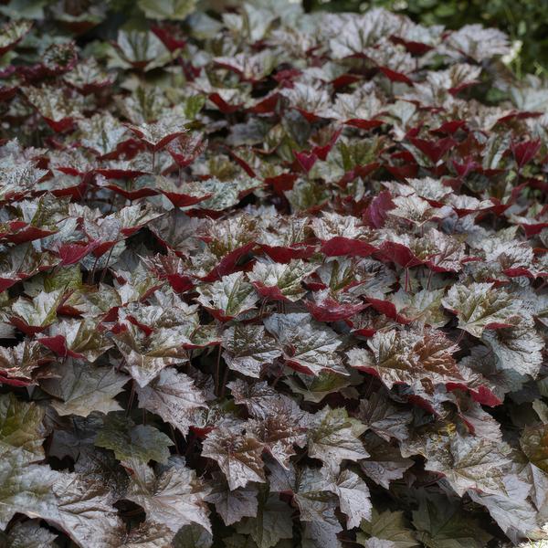 Entretien - Heuchère (Heuchera micrantha) : Guide pratique - La Green Touch
