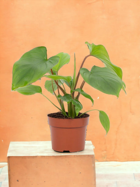 Entretien - Homalomena Rubescens Maggy: Guide pratique - La Green Touch