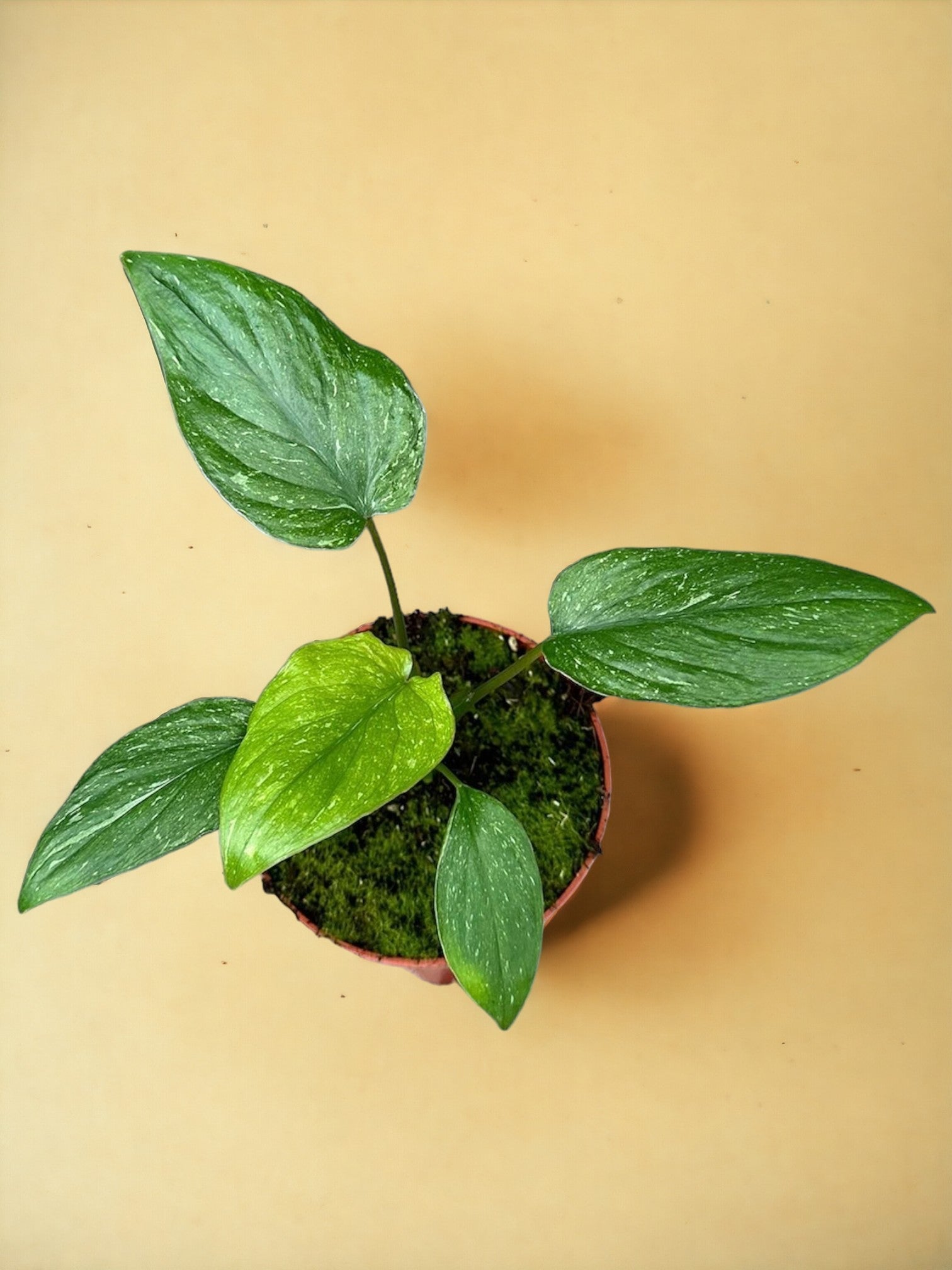 Entretien - Homalomena Stardust: Guide pratique - La Green Touch