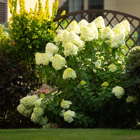 Entretien - Hortensia Paniculé (Hydrangea paniculata) : Guide pratique - La Green Touch