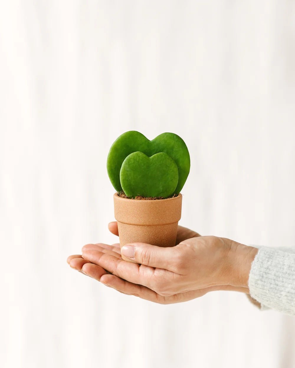 Wartungsanleitung: Hoya Kerrii