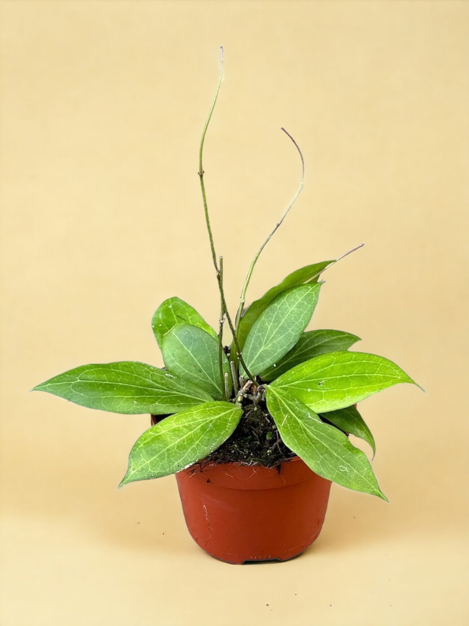 Entretien - Hoya Nicholsoniae: Guide pratique - La Green Touch