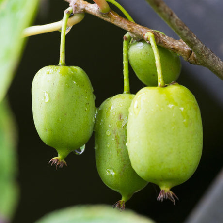 Entretien - Kiwi (Actinidia arguta) : Guide pratique - La Green Touch