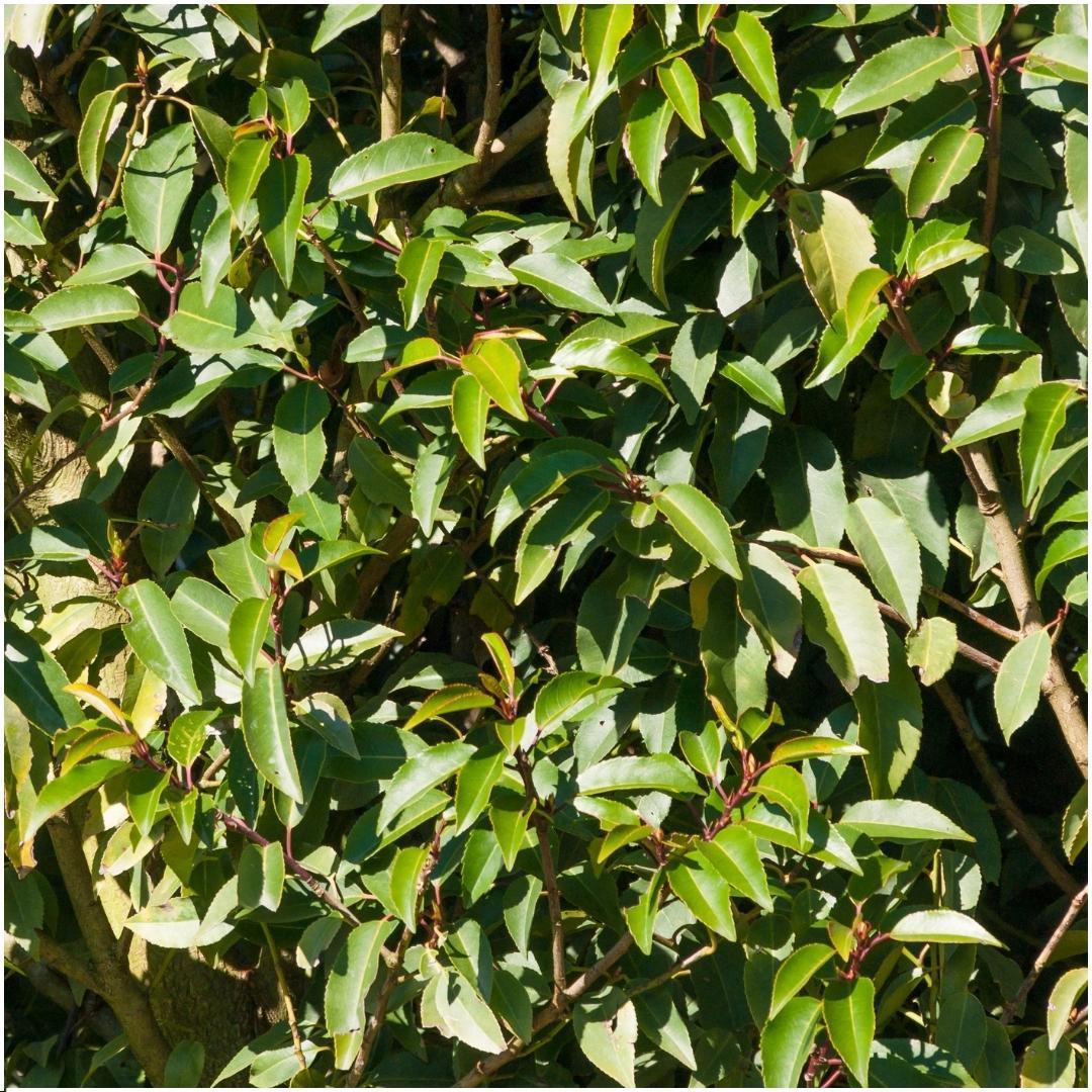 Portugiesischer Lorbeer (Prunus lusitanica): vollstndige Pflegeanleitung