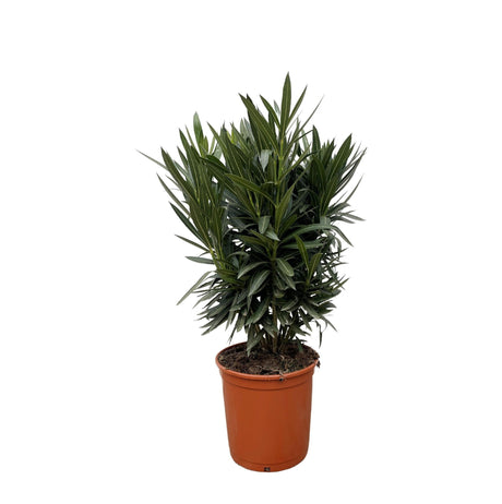 Entretien - Laurier Rose (Nerium oleander) : Guide pratique - La Green Touch
