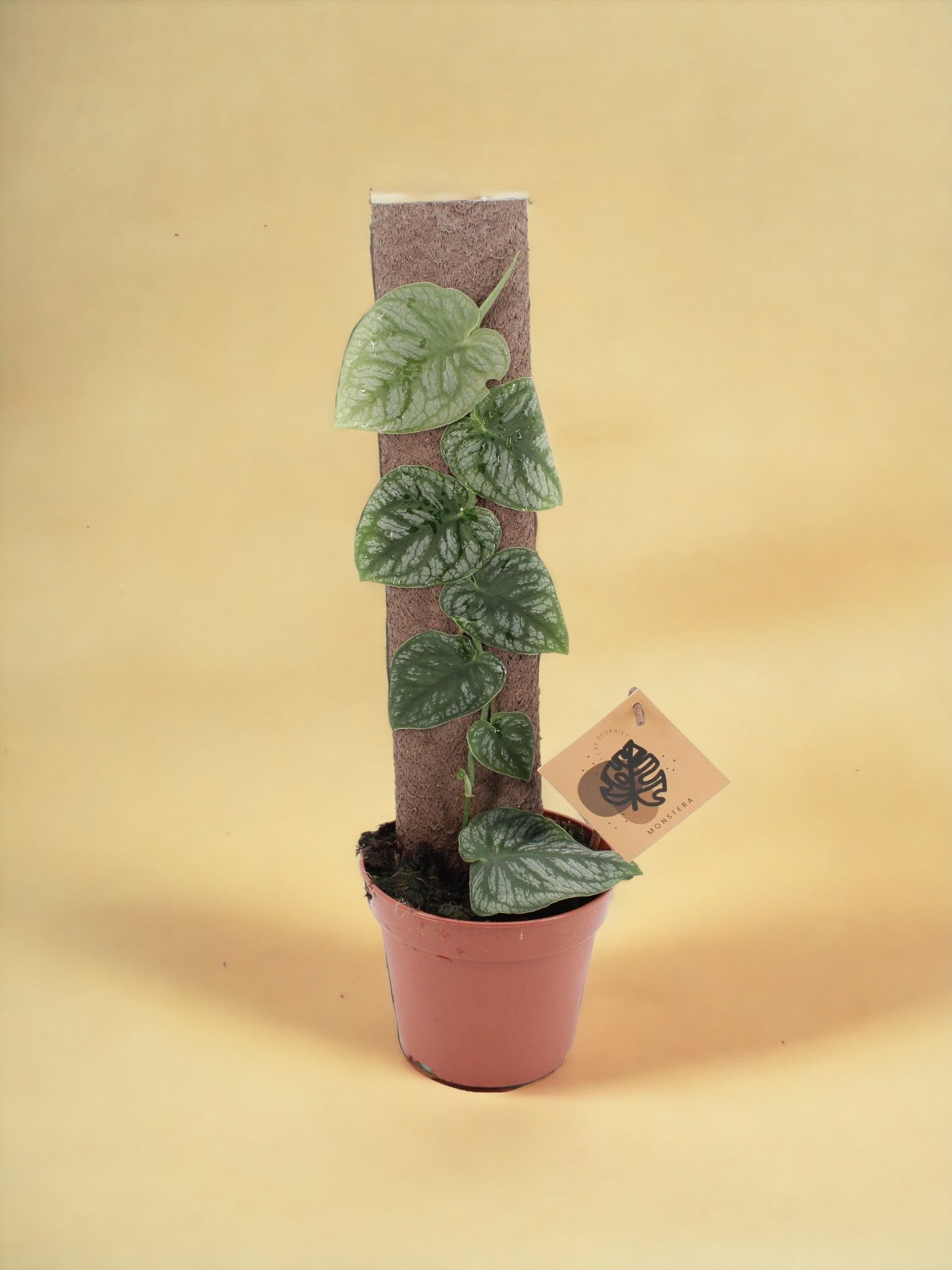 Entretien - Monstera Dubia: Guide pratique - La Green Touch