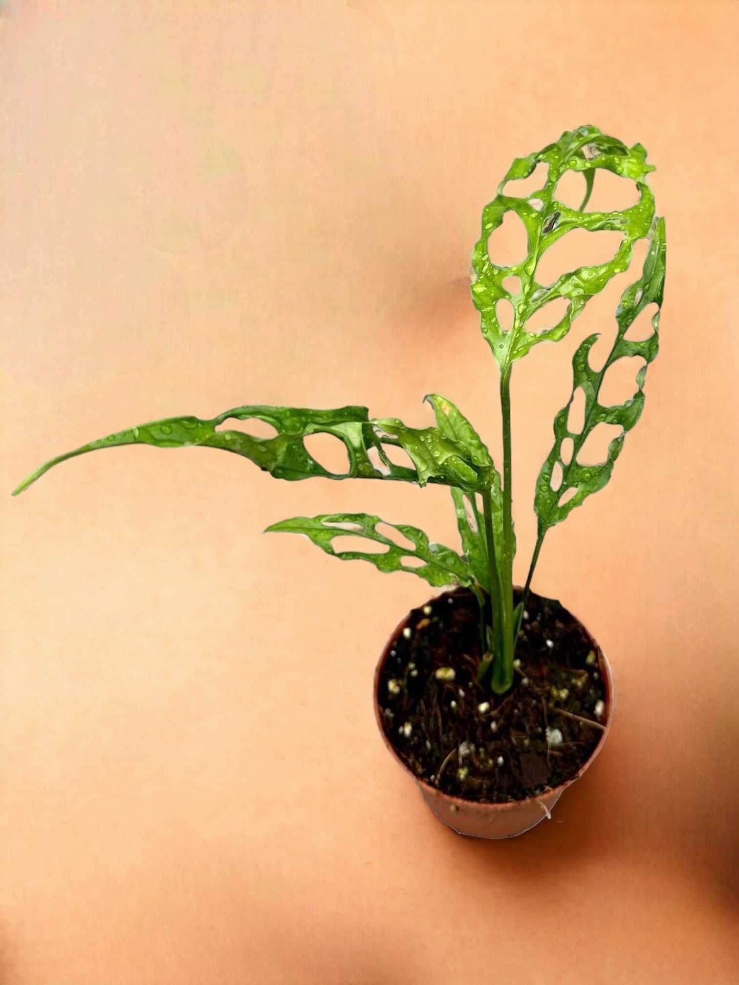 Entretien - Monstera Obliqua Peru: Guide pratique - La Green Touch