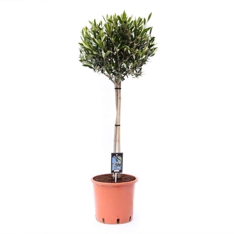 Entretien - Olivier (Olea europaea) : Guide pratique - La Green Touch