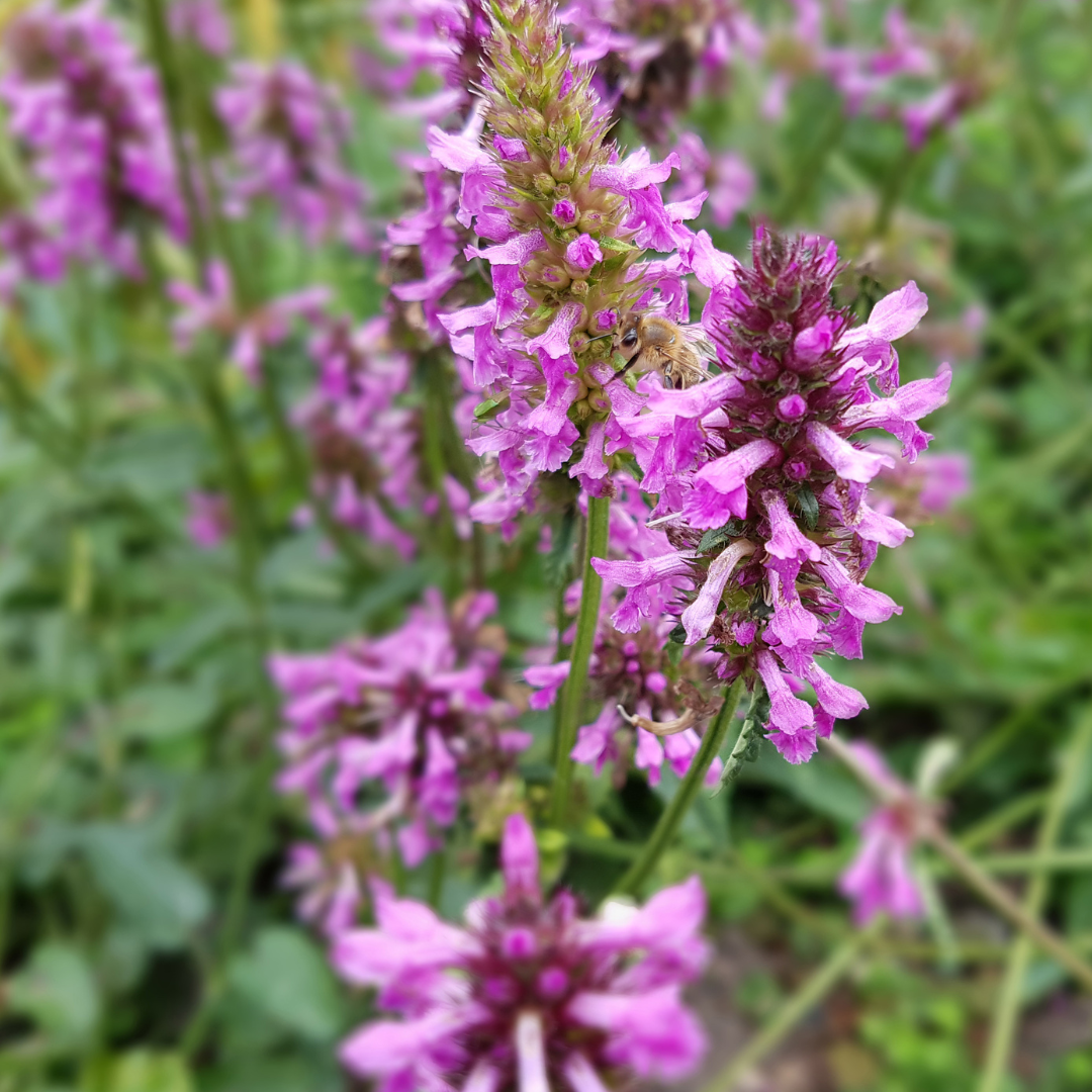 Entretien - Oreille D’Ours (Stachys monieri) : Guide pratique - La Green Touch