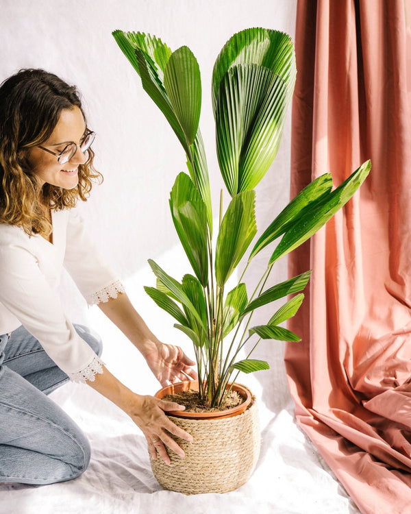 Entretien - Palmier Licuala Grandis: Guide pratique - La Green Touch