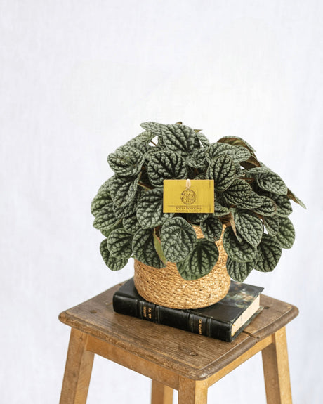 Entretien - Peperomia Burbella: Guide pratique - La Green Touch