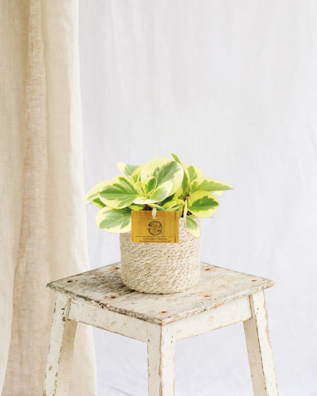 Entretien - Peperomia Obtipan Bicolor: Guide pratique - La Green Touch