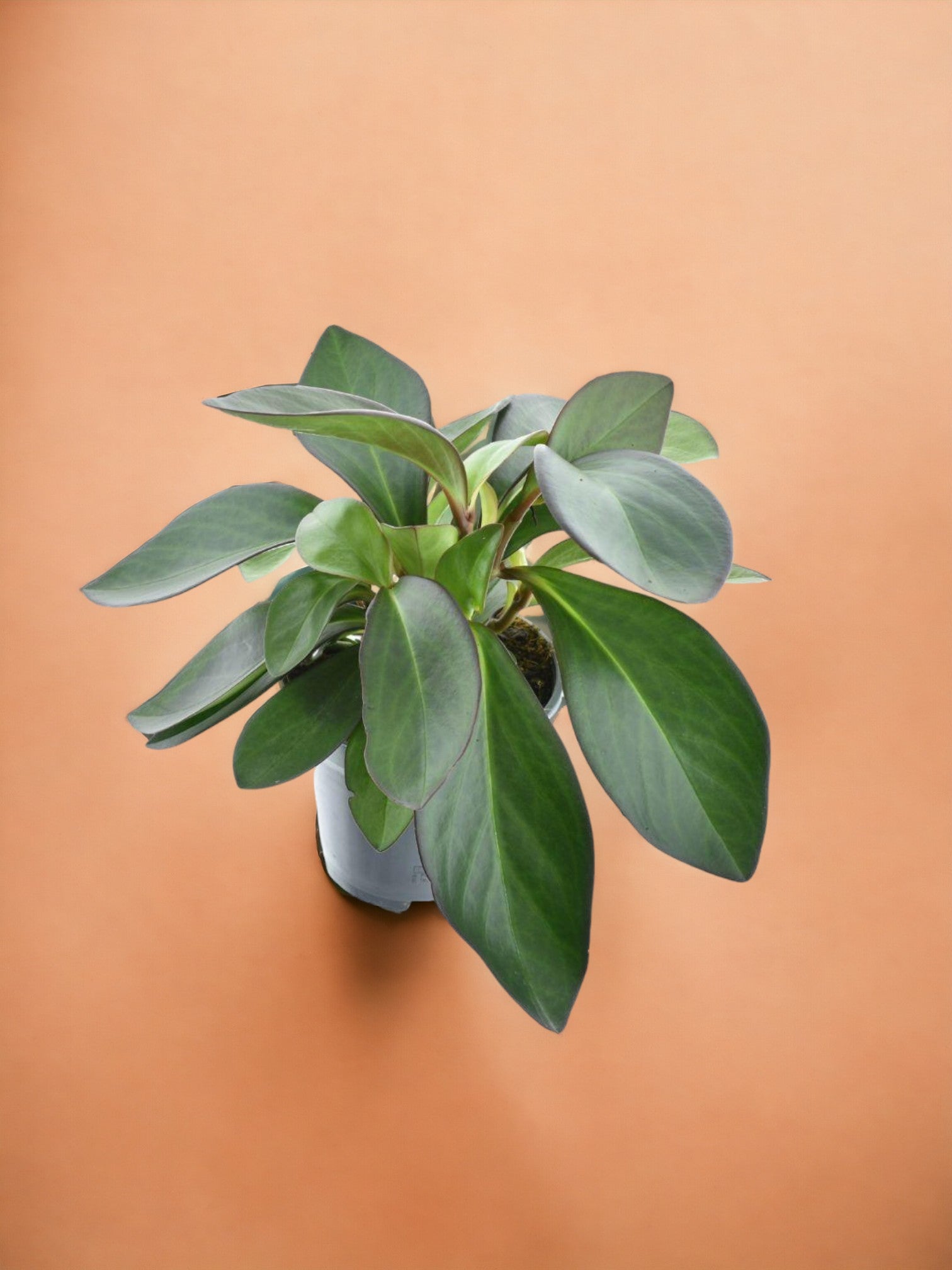 Entretien - Peperomia Red Margin: Guide pratique - La Green Touch