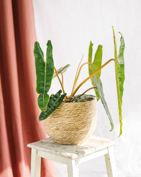 Entretien - Philodendron Billetiae: Guide pratique - La Green Touch