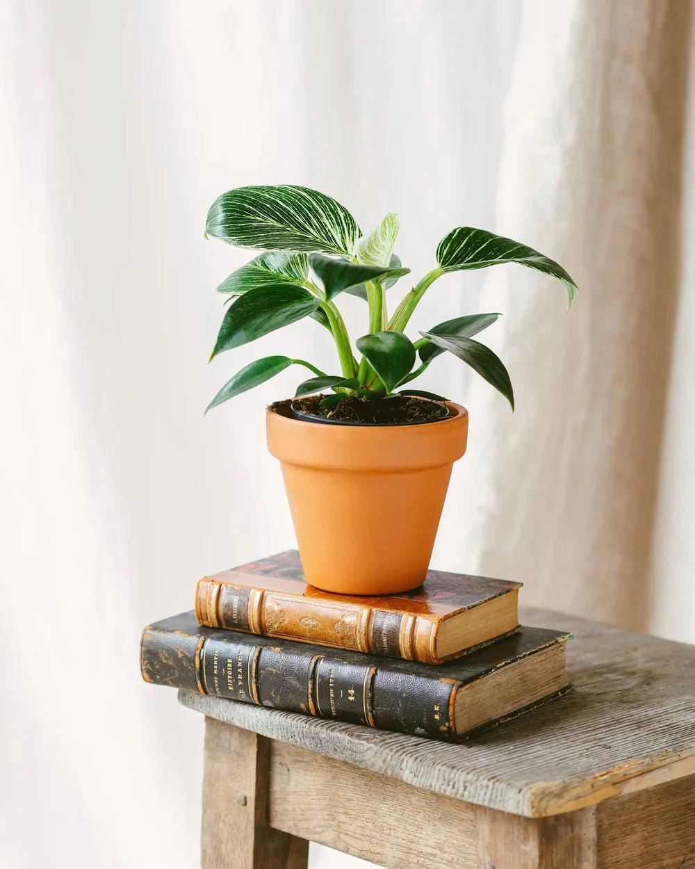 Pflegeanleitung: Philodendron Birkin