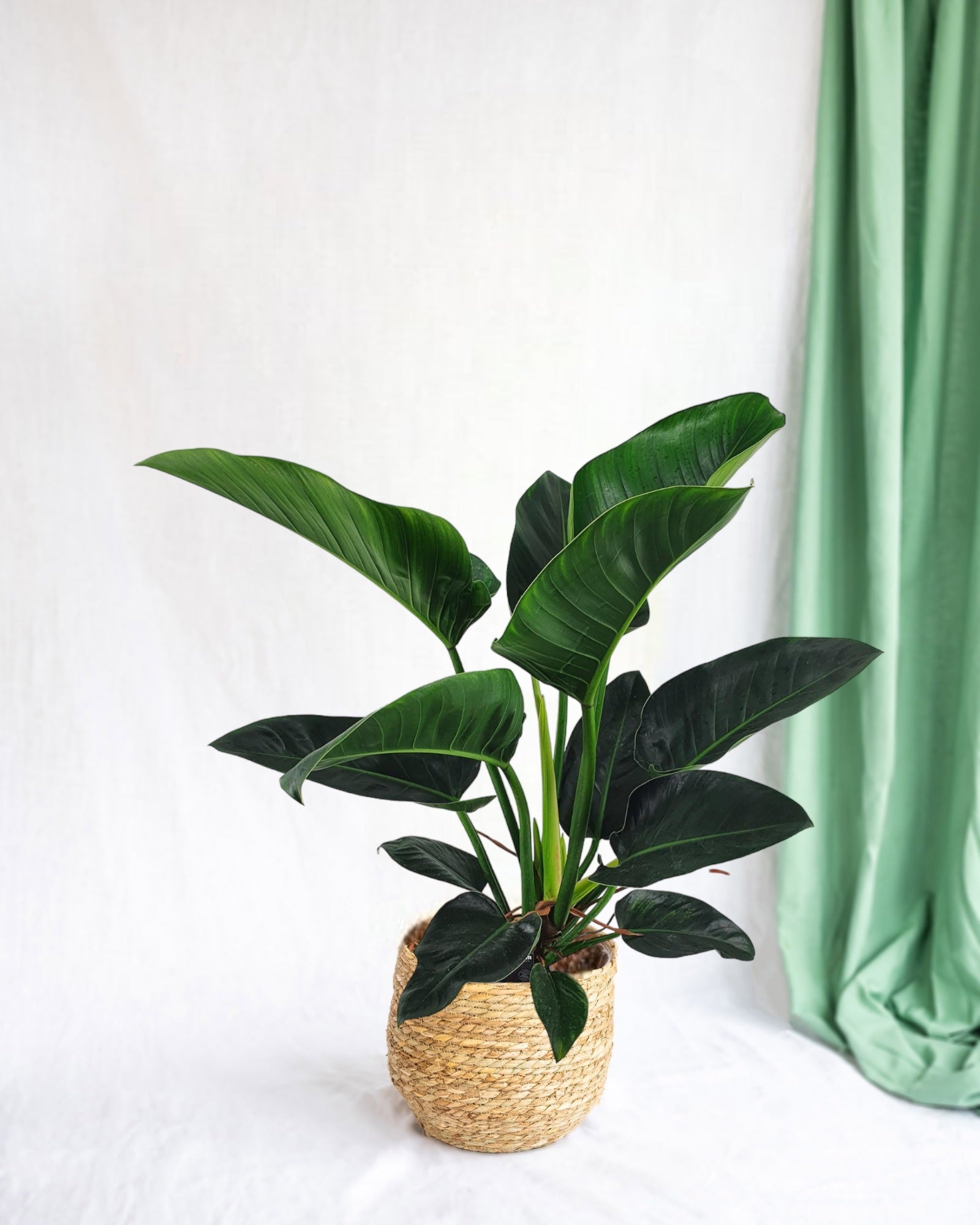 Entretien - Philodendron Congo: Guide pratique - La Green Touch