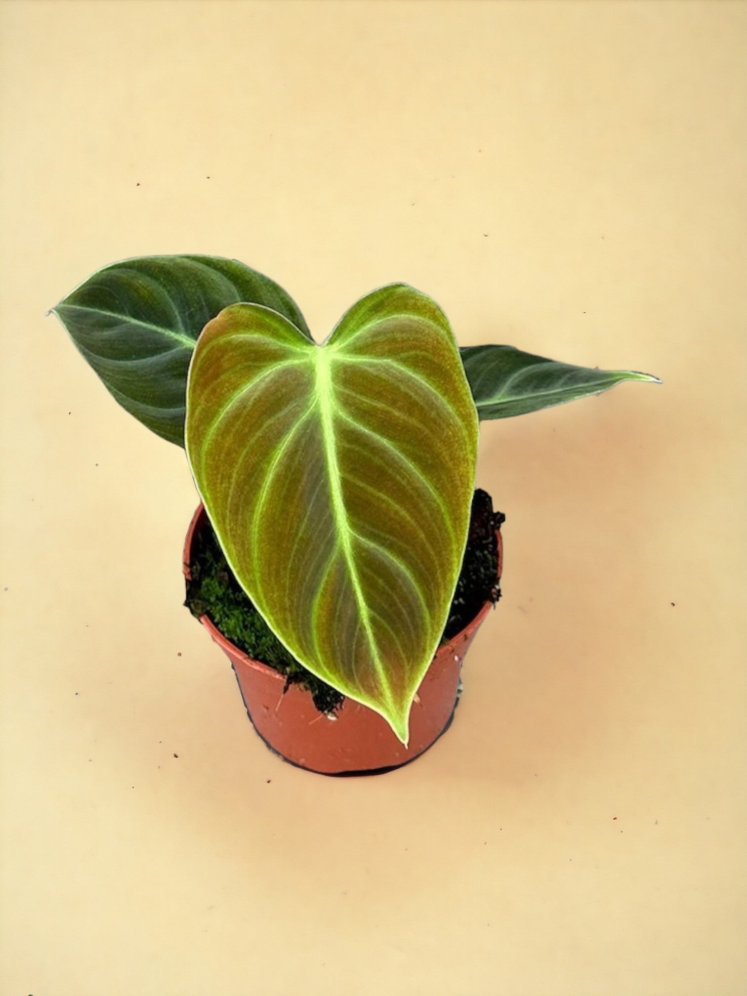 Entretien - Philodendron El Choco Red: Guide pratique - La Green Touch
