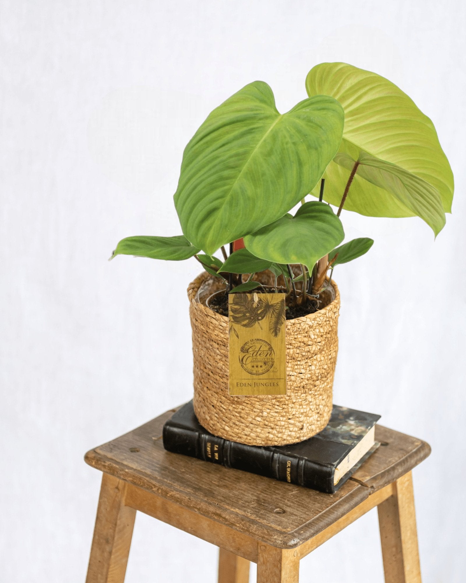 Entretien - Philodendron Fuzzy Petiole: Guide pratique - La Green Touch
