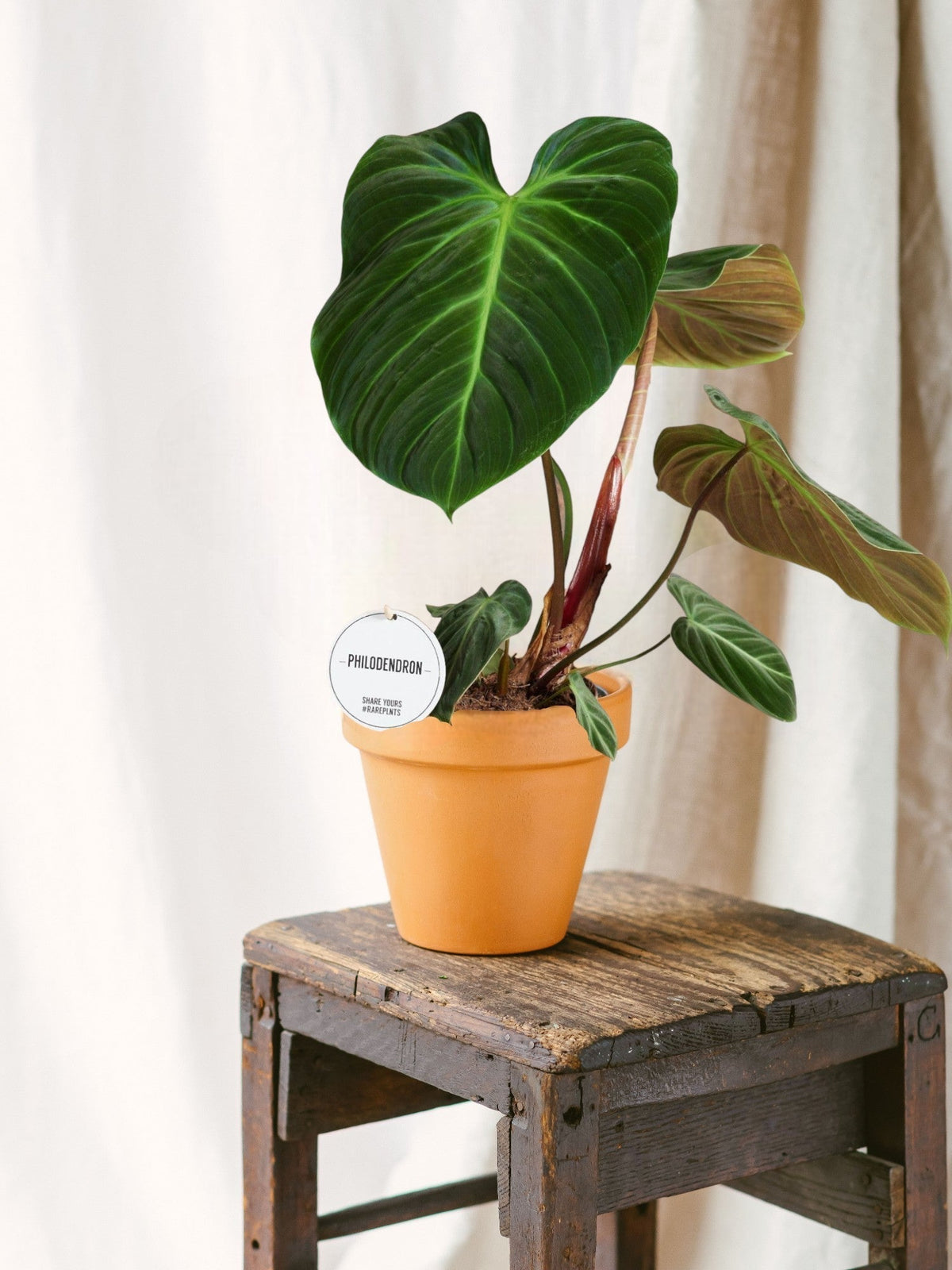 Philodendron Gloriosum  Pflege, Bewsserung und Umtopfen