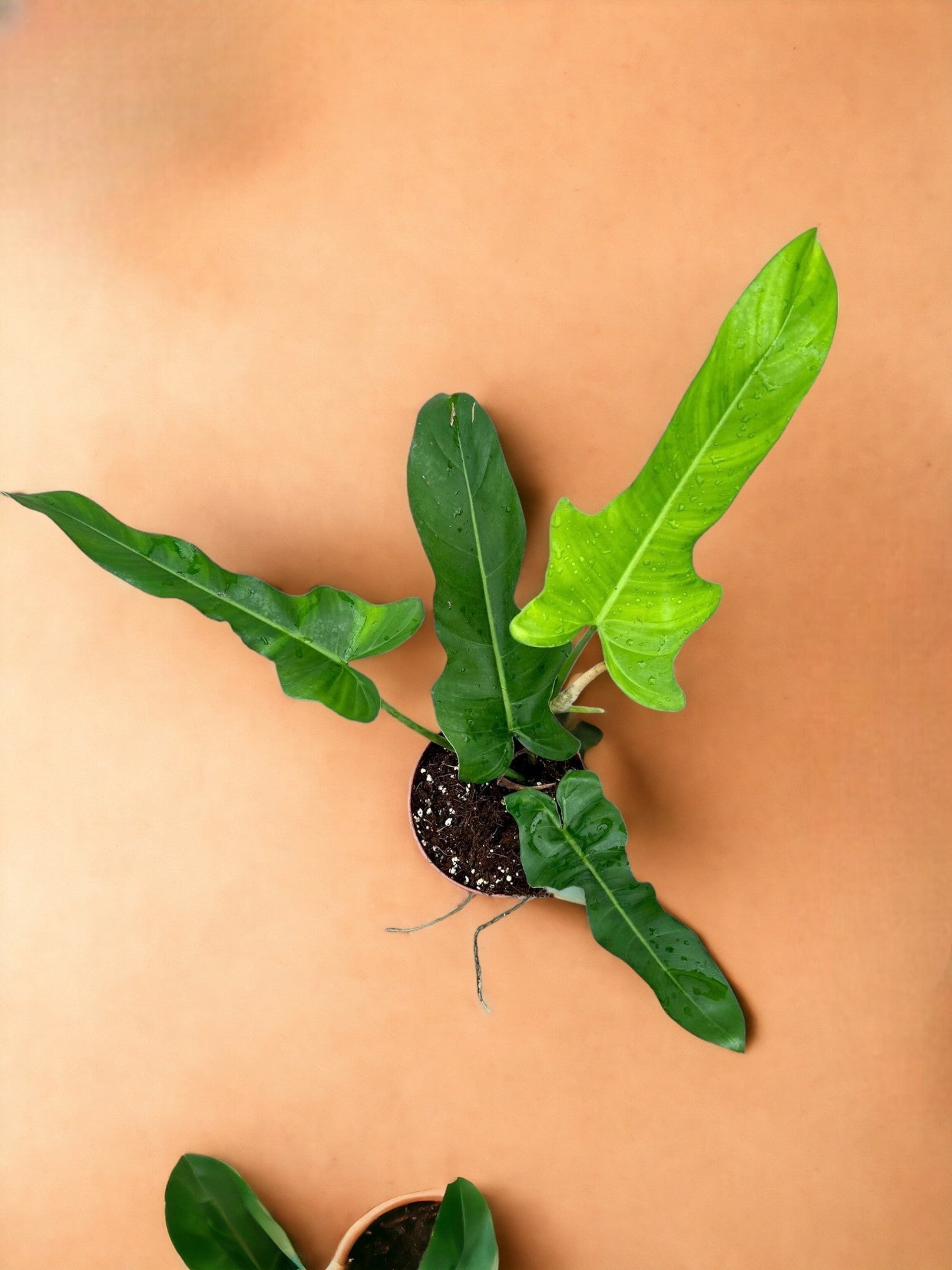 Entretien - Philodendron Jerry Horne: Guide pratique - La Green Touch