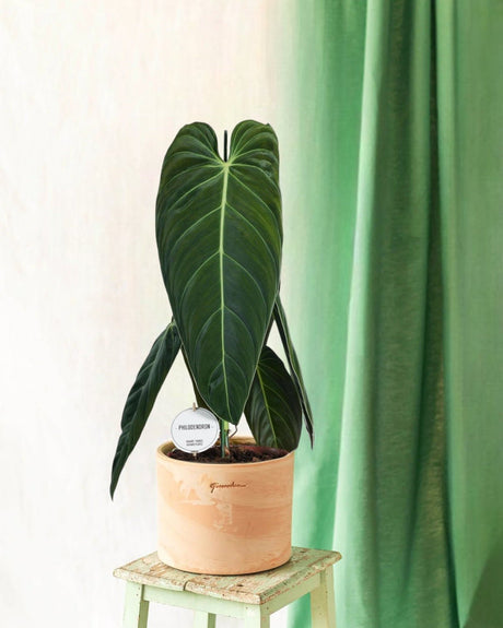 Entretien - Philodendron Melanochrysum: Guide pratique - La Green Touch