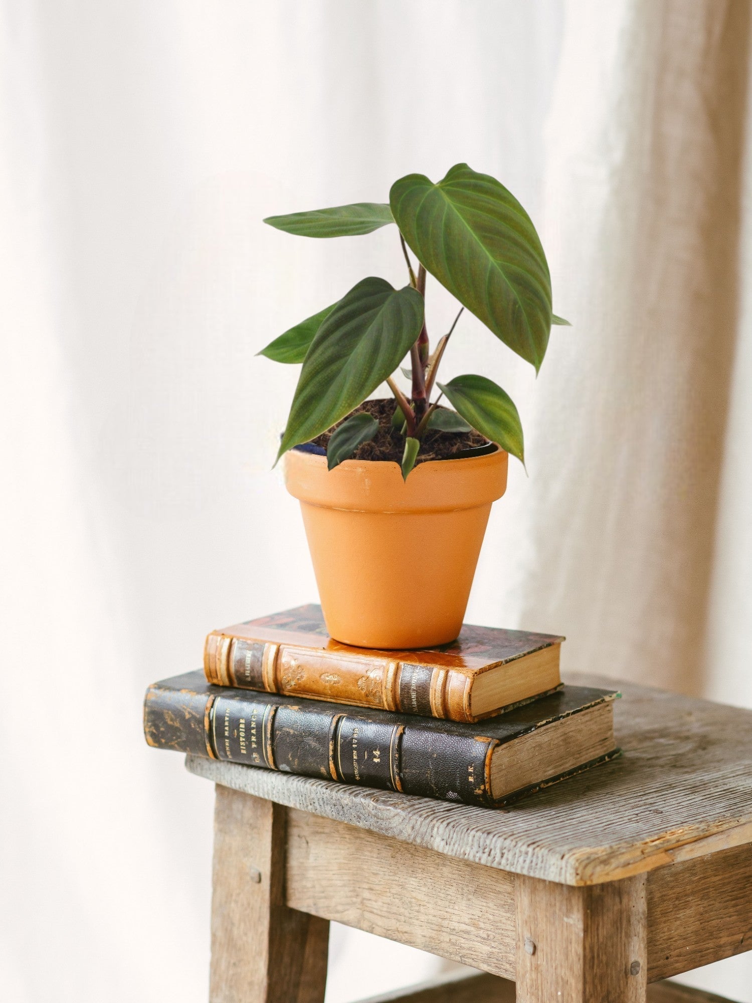 Entretien - Philodendron Nangaritens: Guide pratique - La Green Touch
