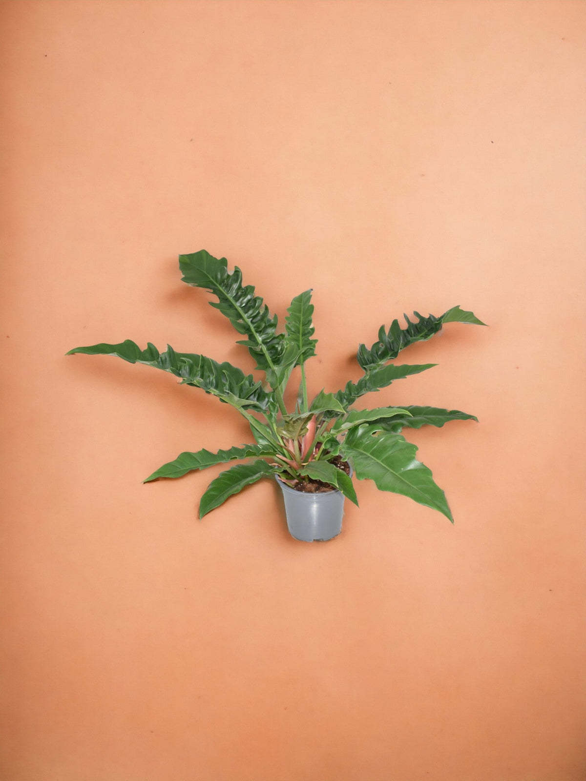 Philodendron Narrow: Pflege, Gieen, Umtopfen und Standort