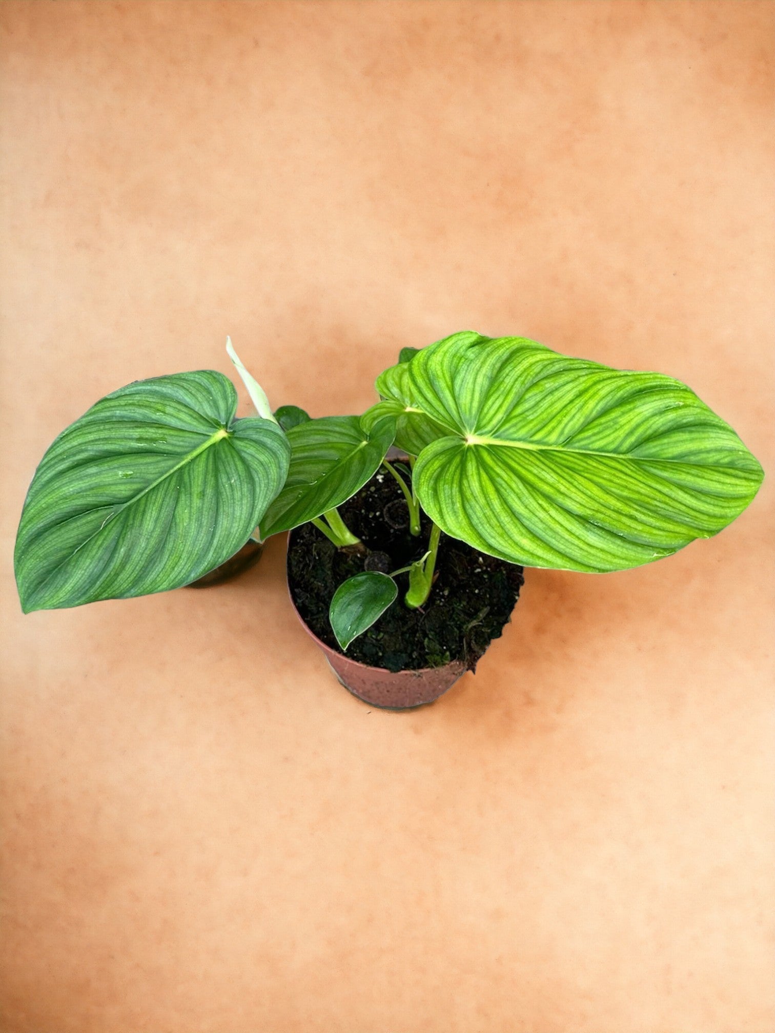 Entretien - Philodendron Pastazanum: Guide pratique - La Green Touch