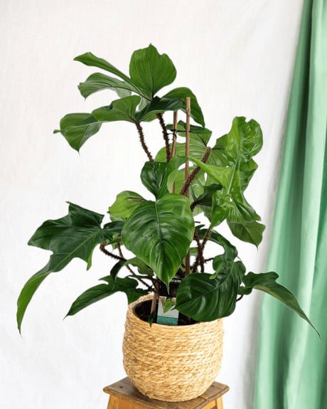 Entretien - Philodendron Squamiferum Pyramide: Guide pratique - La Green Touch