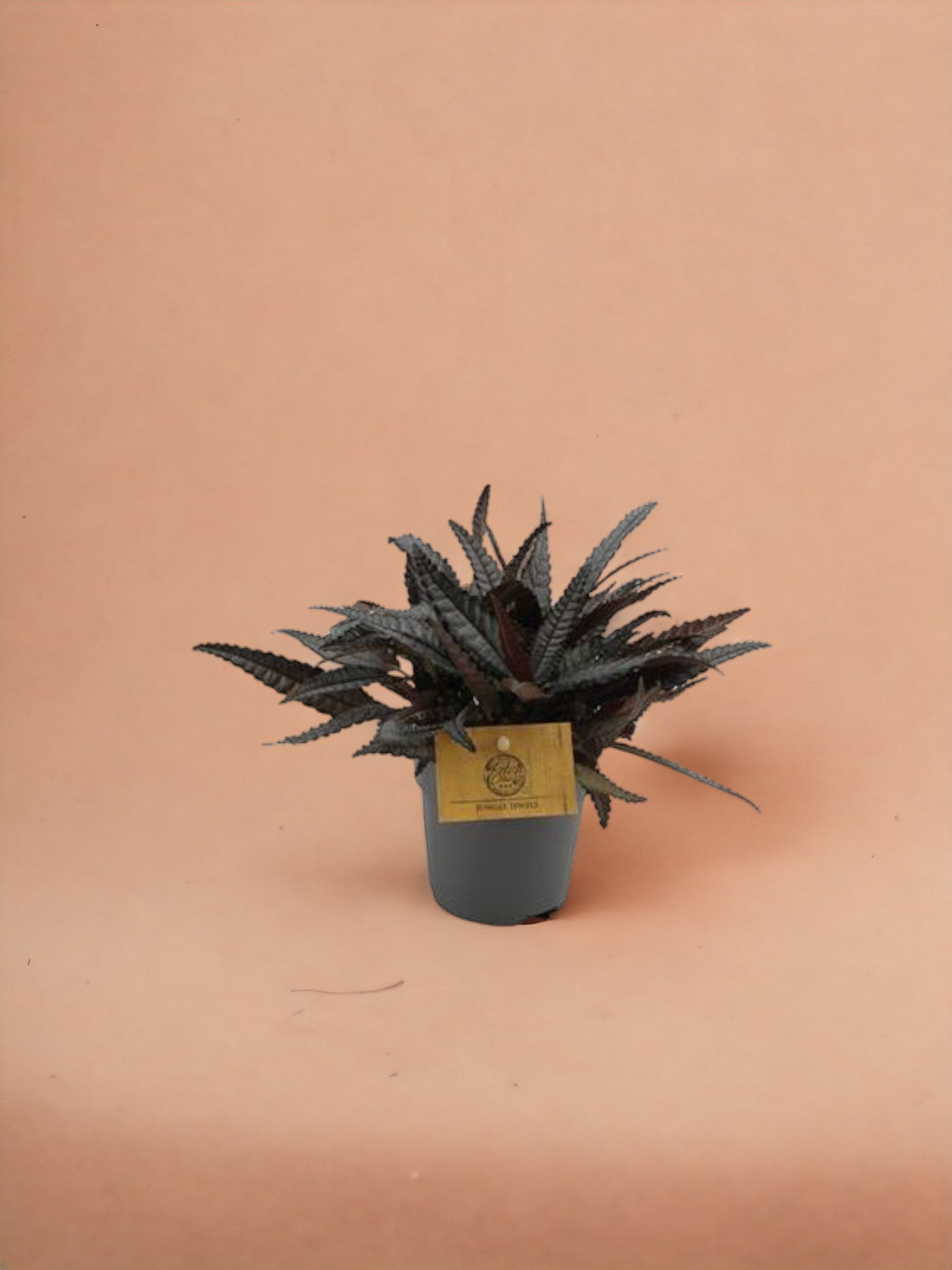 Entretien - Pilea Hitchcockii: Guide pratique - La Green Touch