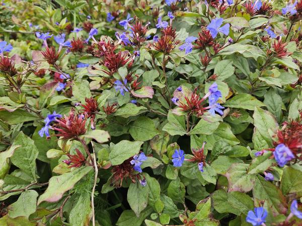 Entretien - Plumbago De Chine (Ceratostigma plumbaginoides) : Guide pratique - La Green Touch
