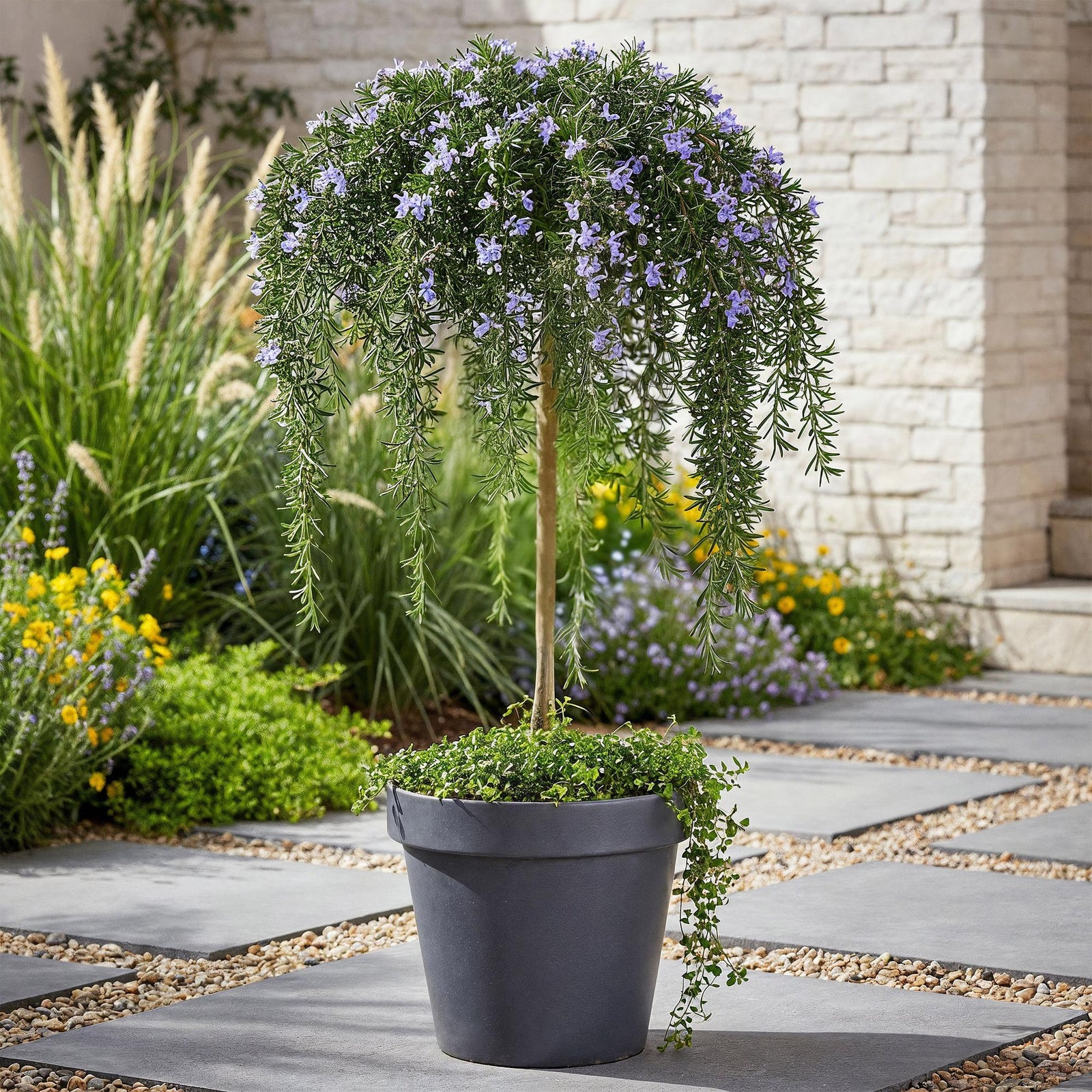 Entretien - Romarin (Salvia rosmarinus) : Guide pratique - La Green Touch
