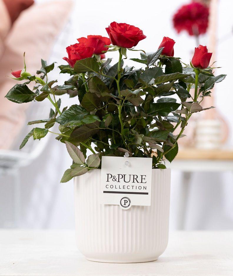 Entretien - Rosier Rosa: Guide pratique - La Green Touch
