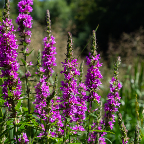 Entretien - Salicaire Commune (Lythrum salicaria) : Guide pratique - La Green Touch