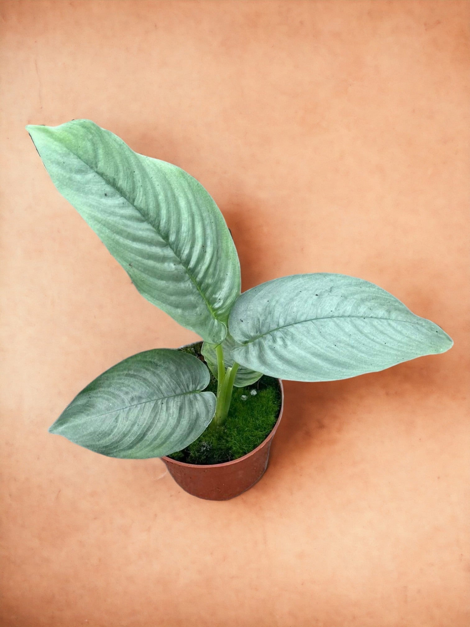 Entretien - Schismatoglottis Hendrikii: Guide pratique - La Green Touch