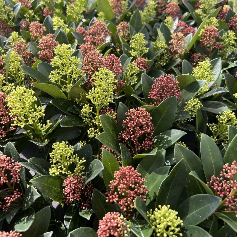 Entretien - Skimmia Du Japon (Skimmia japonica) : Guide pratique - La Green Touch