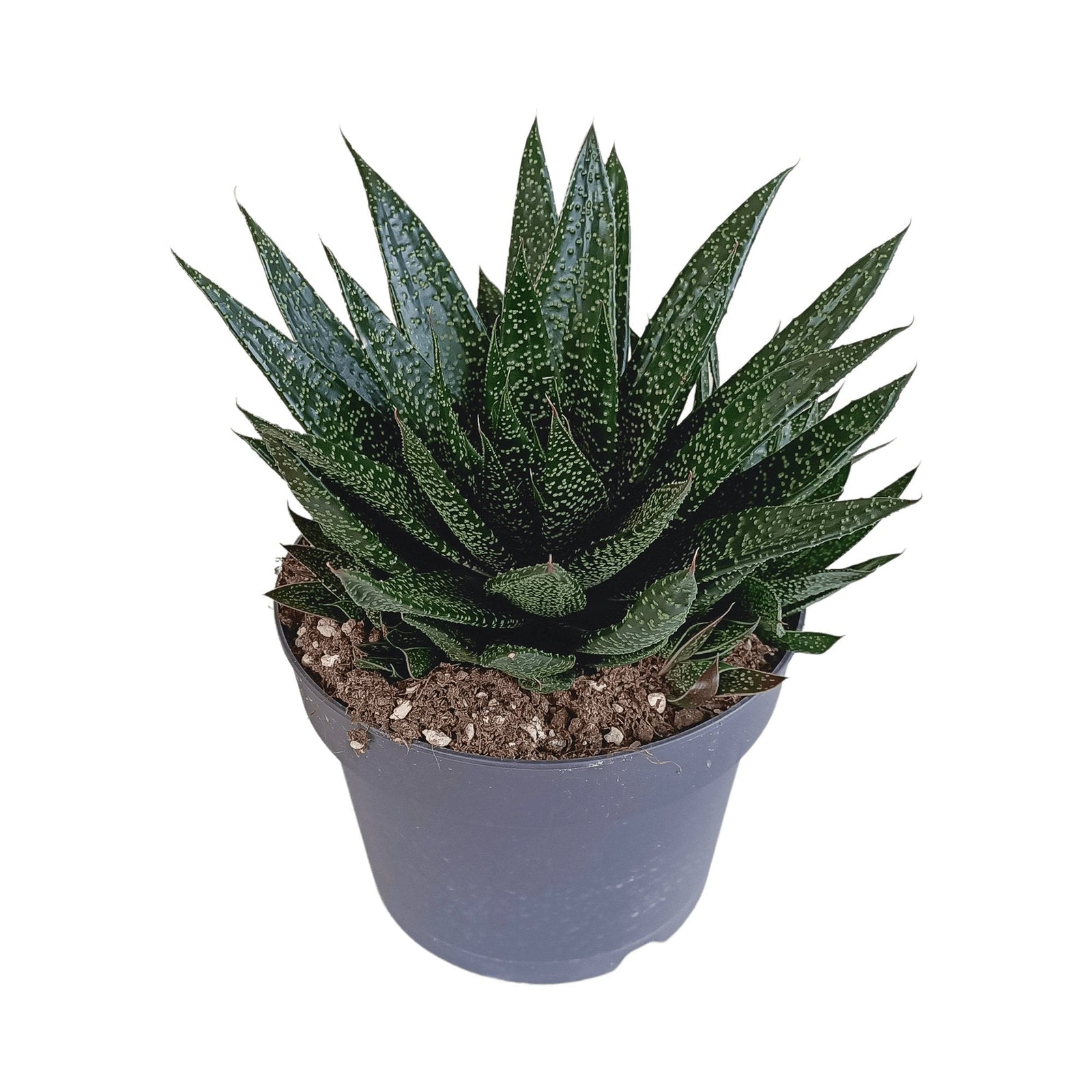 Entretien - Succulente Gasteria: Guide pratique - La Green Touch