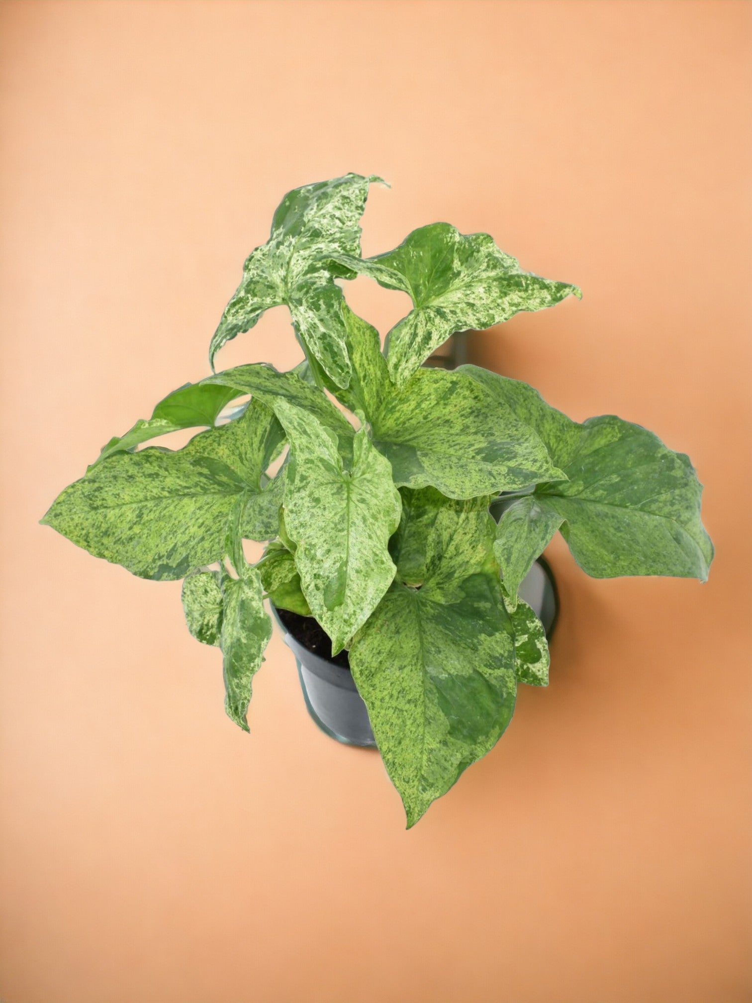 Entretien - Syngonium Mottled: Guide pratique - La Green Touch