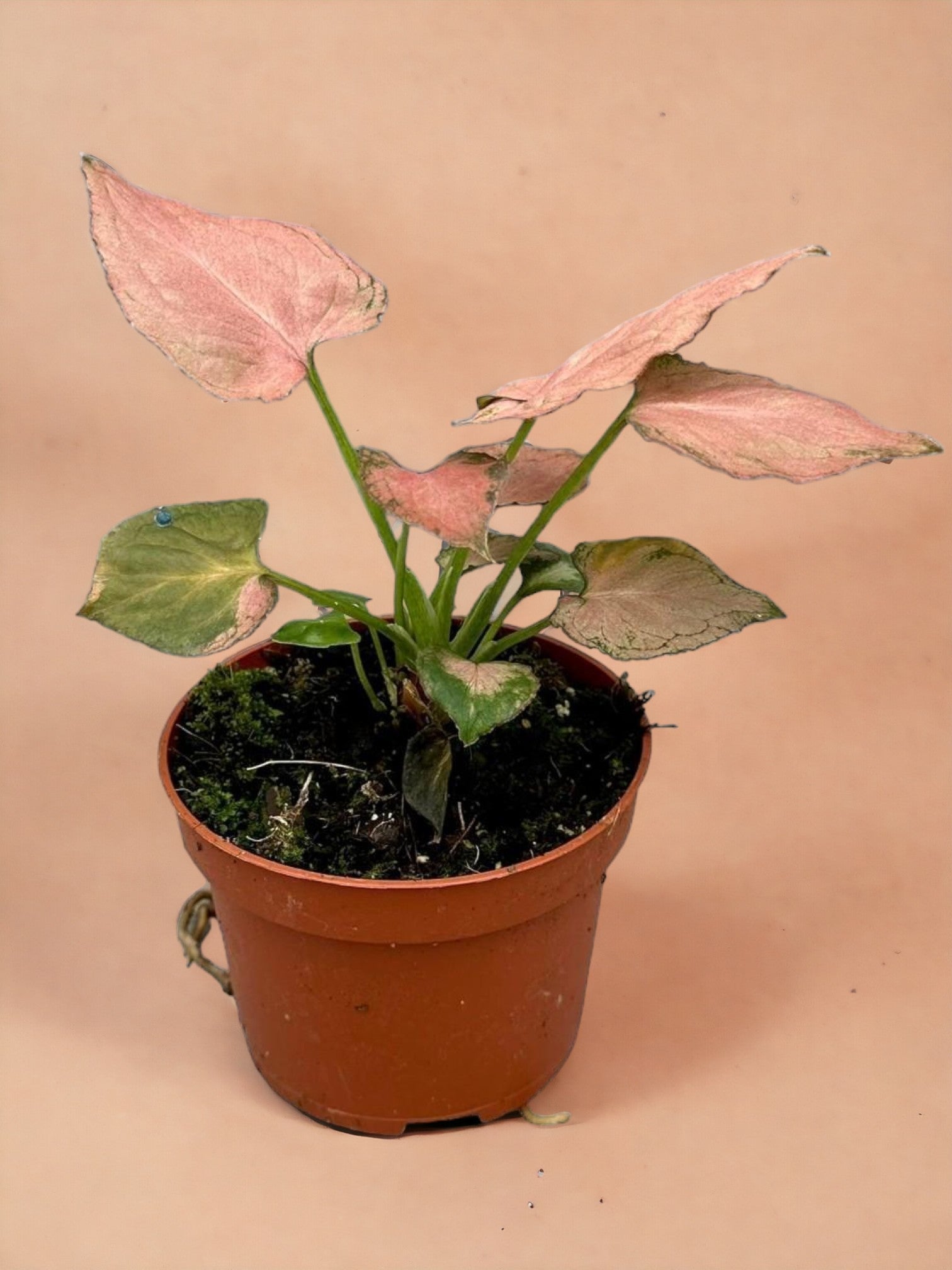 Entretien - Syngonium Pink Perfection: Guide pratique - La Green Touch