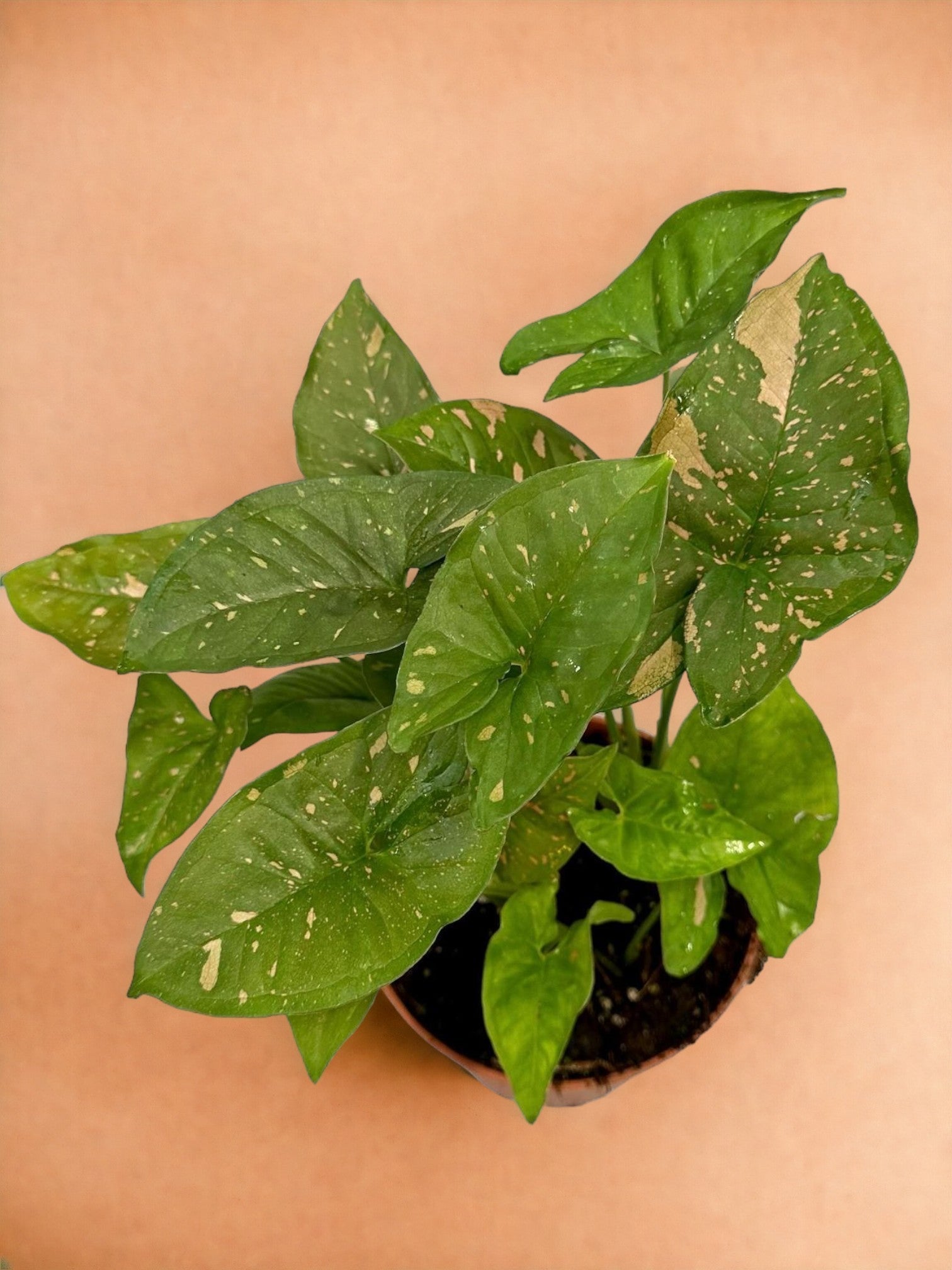 Entretien - Syngonium Pink Splash Allusion: Guide pratique - La Green Touch