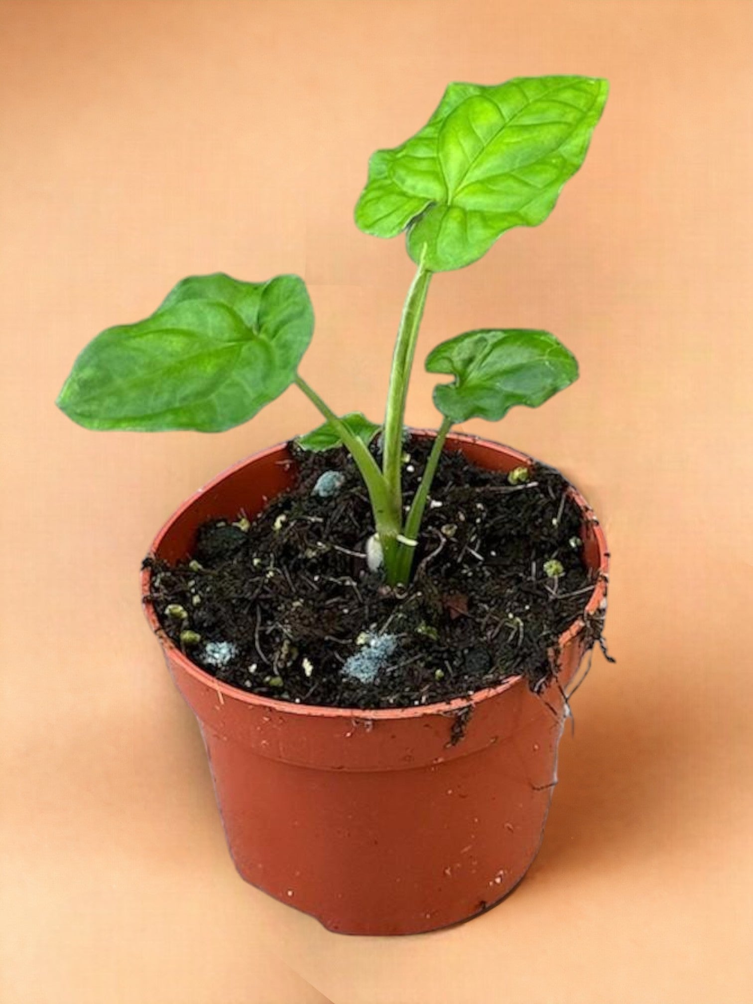 Entretien - Syngonium Steyermarkii: Guide pratique - La Green Touch