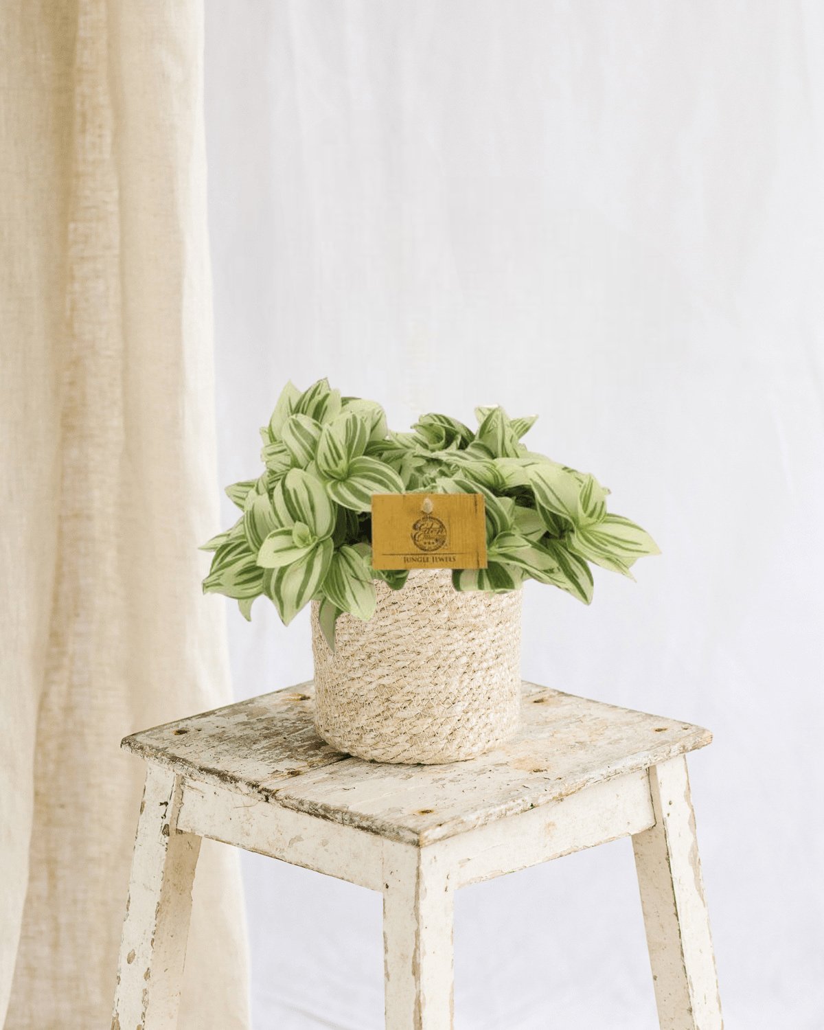 Entretien - Tradescantia Brightness: Guide pratique - La Green Touch