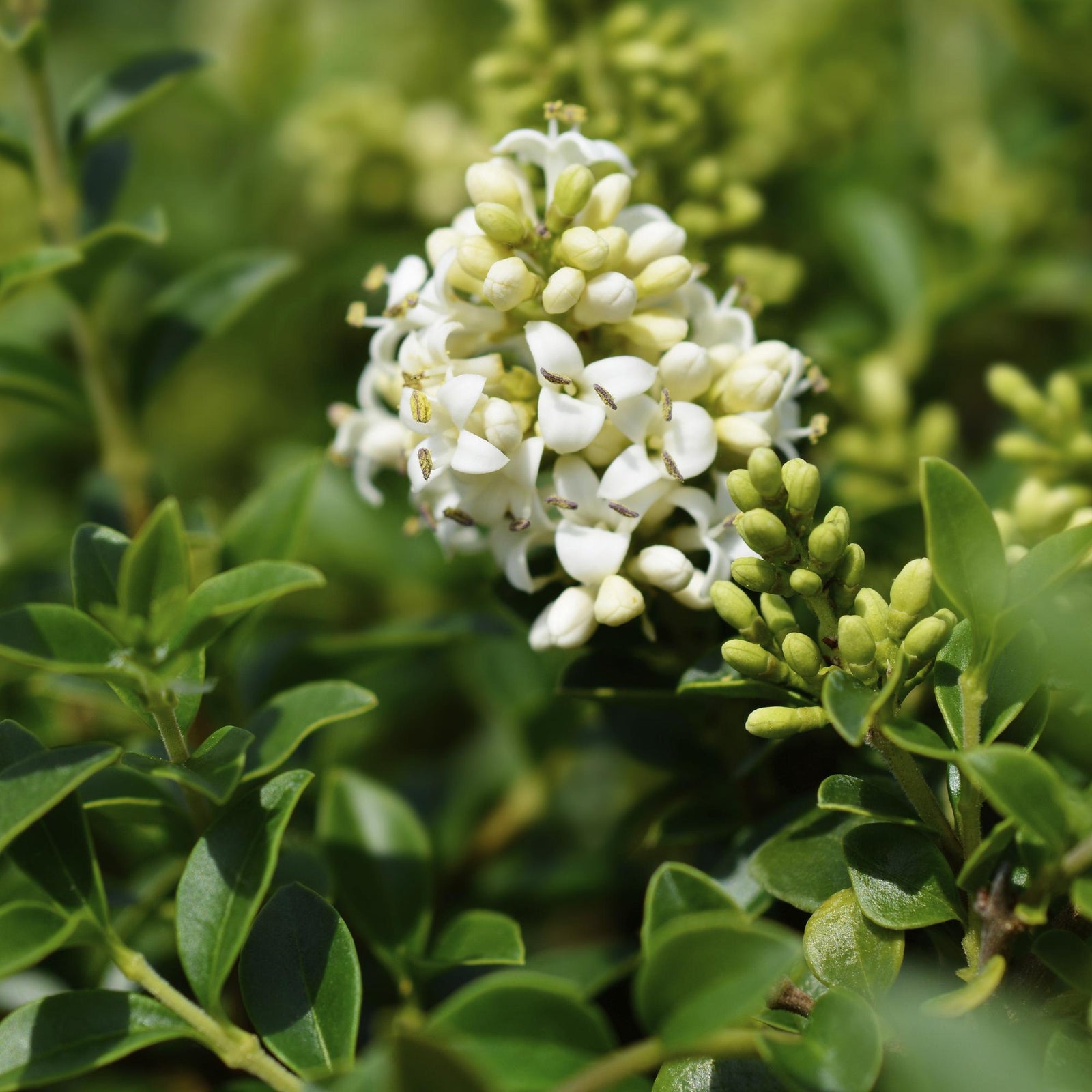 Entretien - Troène (Ligustrum delavayanum) : Guide pratique - La Green Touch