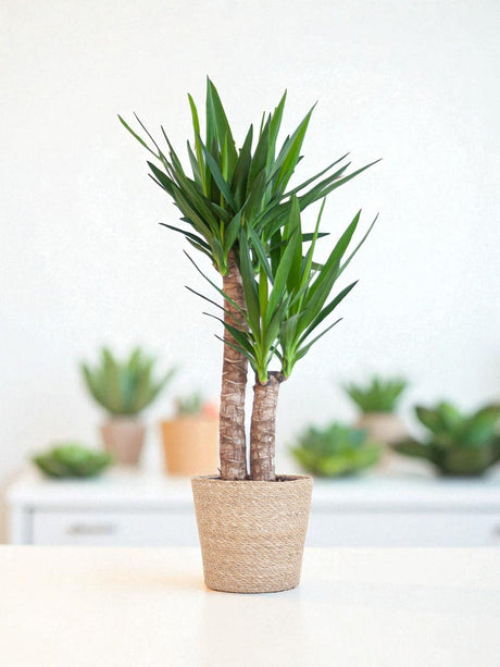 Entretien - Yucca Elephantipes: Guide pratique - La Green Touch