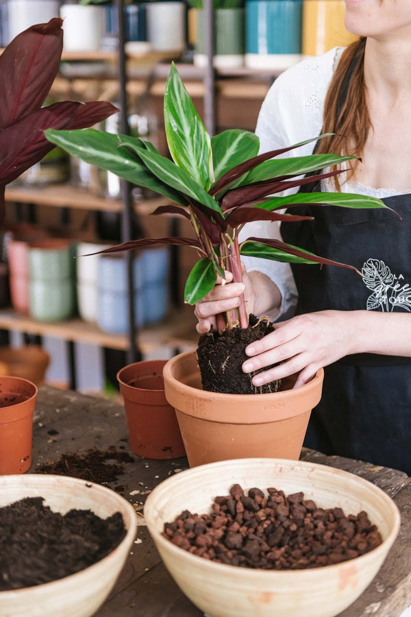 Faut-il tout de suite rempoter une plante d’un pot en plastique ? - La Green Touch